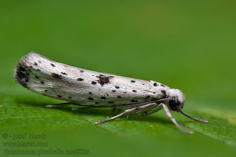 Grootvlekstippelmot Yponomeuta plumbella