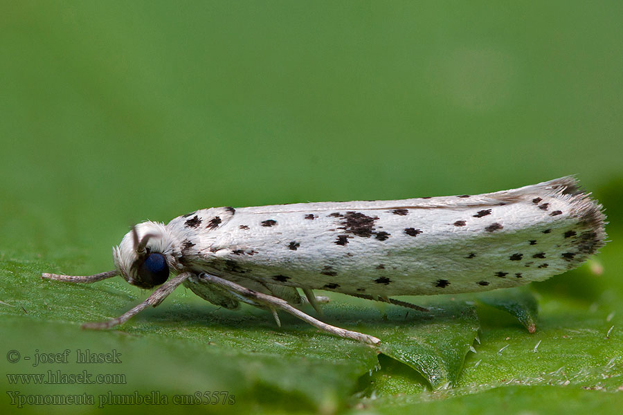 Punktspinnmal Yponomeuta plumbella