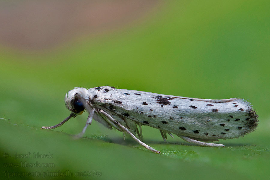 Sortspidset benvedspindemøl Yponomeuta plumbella