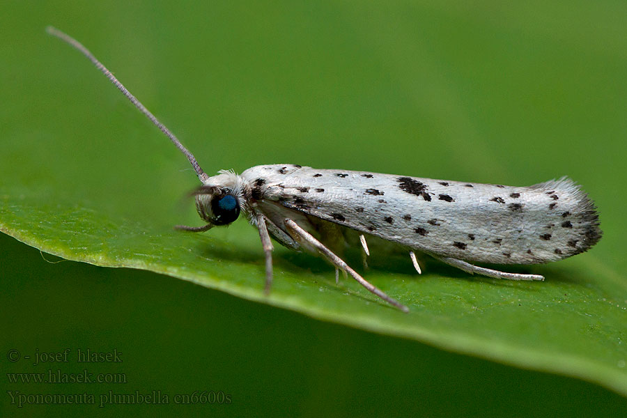 Yponomeuta plumbella