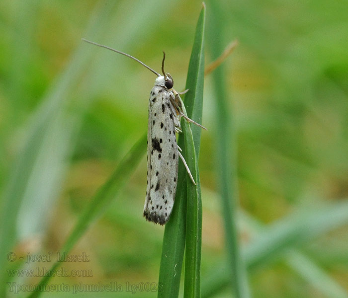 Yponomeuta plumbella plumbellus Předivka menší