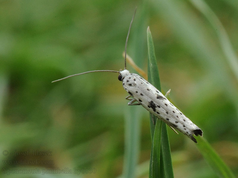 Yponomeuta plumbella Faulbaum-Gespinstmotte Priadzovec bršlenový