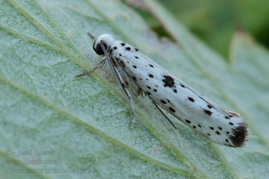 Моль горностаевая Yponomeuta plumbella