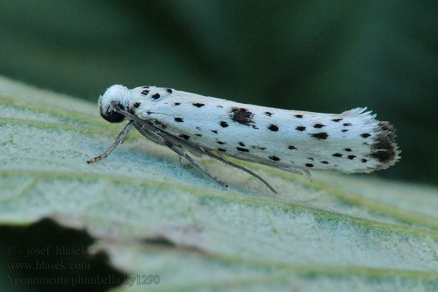 Grootvlekstippelmot Yponomeuta plumbella