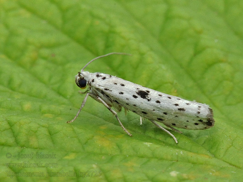 Yponomeuta plumbella Моль горностаевая Grootvlekstippelmot