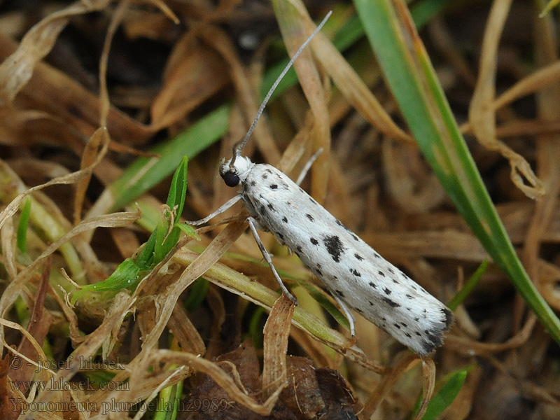 Faulbaum-Gespinstmotte Yponomeuta plumbella