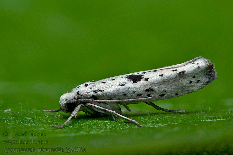 Yponomeuta plumbella plumbellus Předivka menší