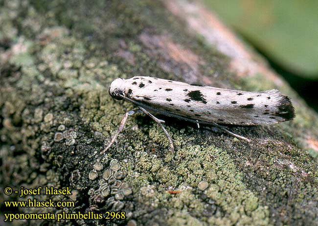 Priadzovec bršlenový Моль горностаевая Yponomeuta plumbella