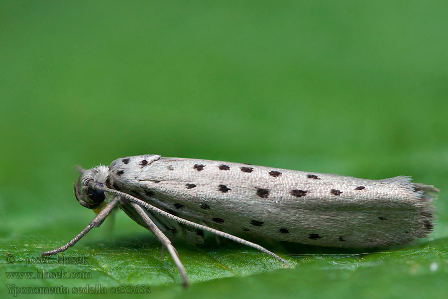 Předivka šedá Yponomeuta sedella Smørbukkspinnmøll