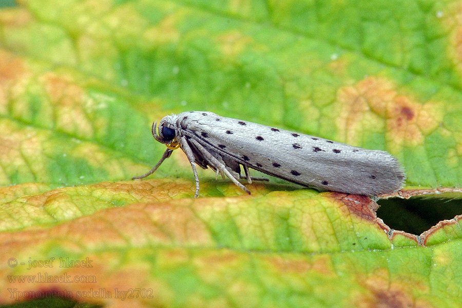 Yponomeuta sedella sedellus Předivka šedá Sedum-Gespinstmotte