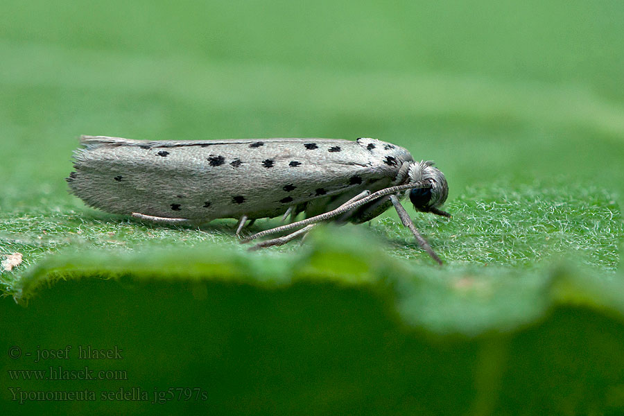 Горностаевая моль двадцатиточечная Yponomeuta sedella