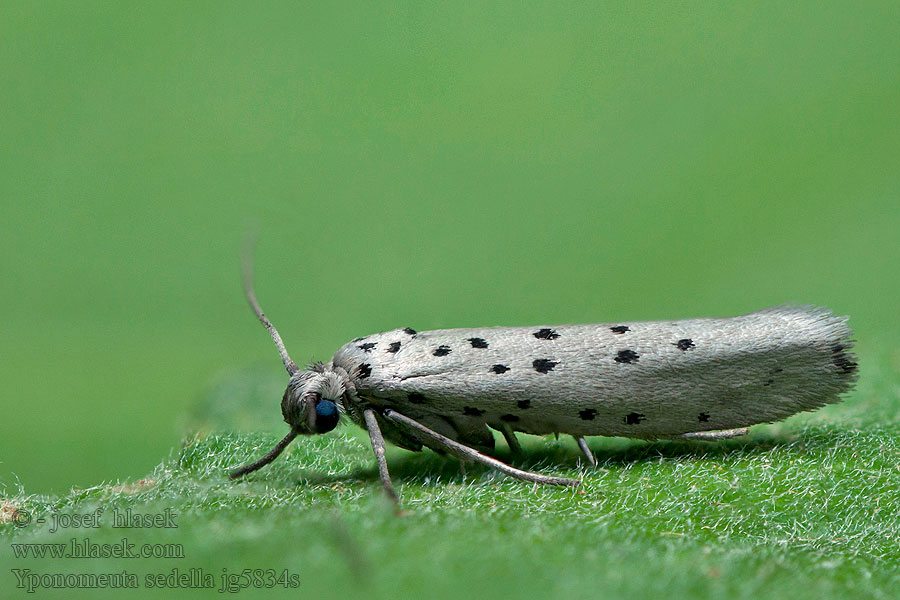 Předivka šedá Yponomeuta sedella sedellus