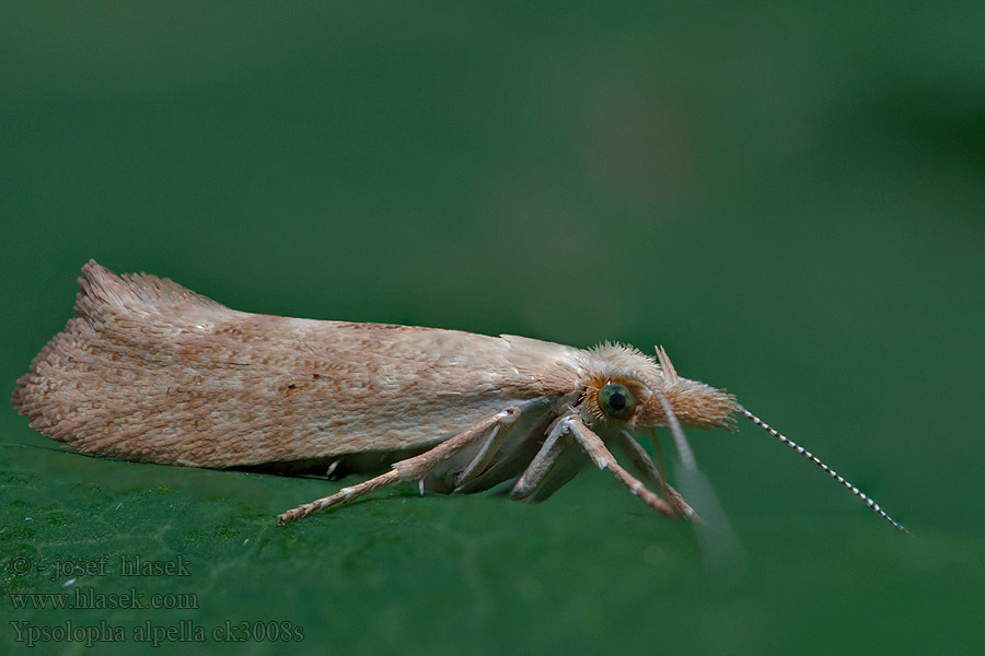 Ypsolopha alpella Člunkovec doubravní Molička dúbravová