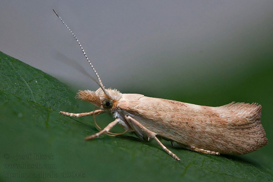 Ypsolopha alpella Eikenspitskopmot Bergekhöstmal Vinteregmøl