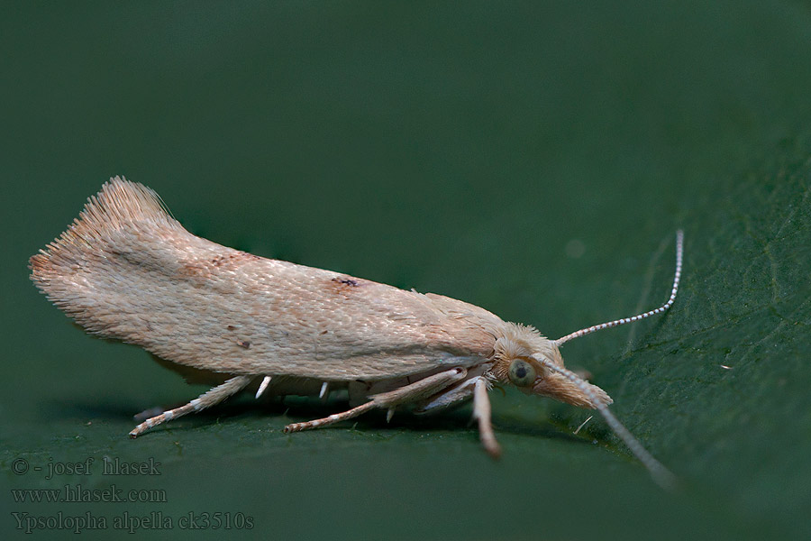 Molička dúbravová Ypsolopha alpella