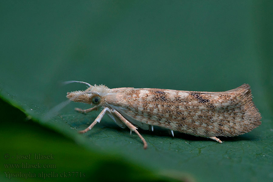 Ypsolopha alpella Člunkovec doubravní Molička dúbravová