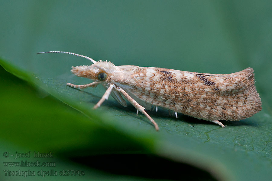 Ypsolopha alpella