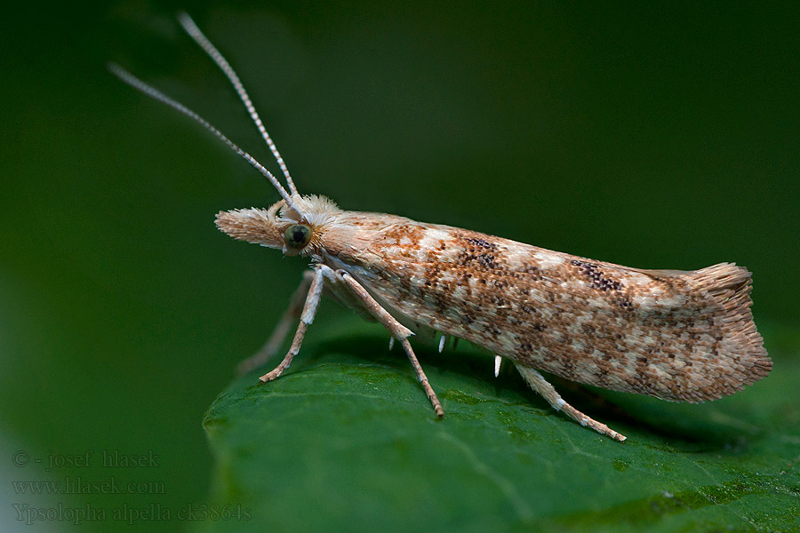 Eikenspitskopmot Ypsolopha alpella