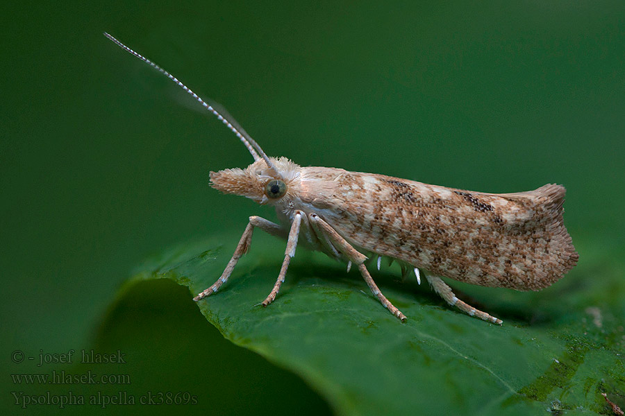 Bergekhöstmal Vinteregmøl Ypsolopha alpella