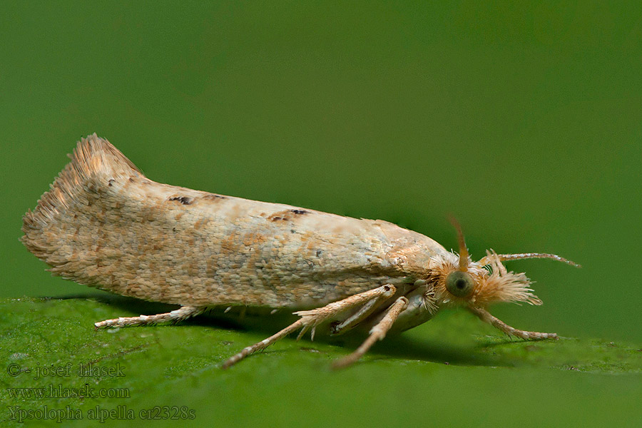 Molička dúbravová Ypsolopha alpella