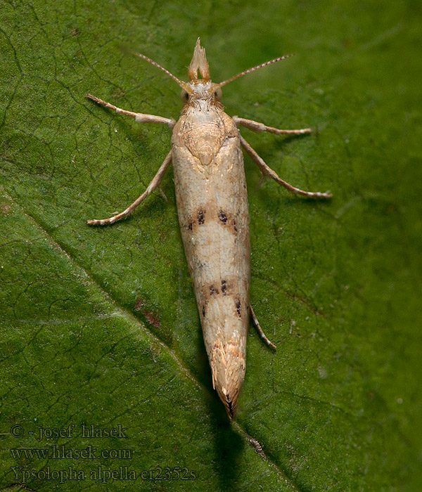 ikenspitskopmot Ypsolopha alpella