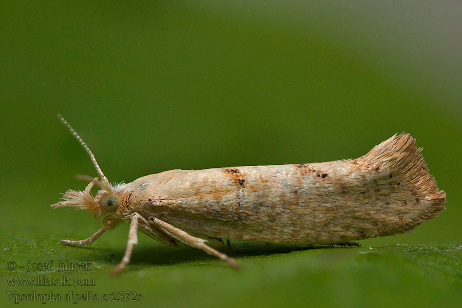 Bergekhöstmal Ypsolopha alpella