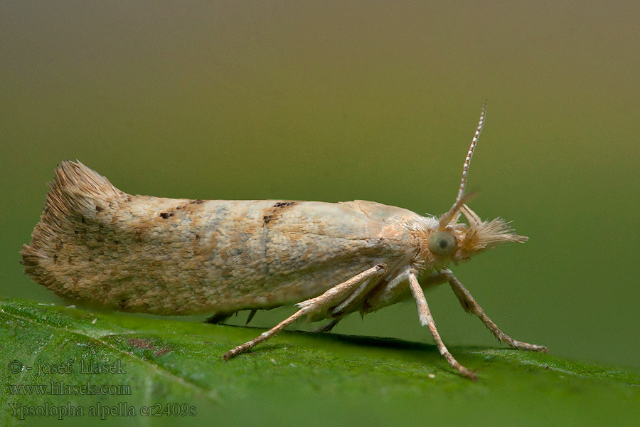 Vinteregmøl Ypsolopha alpella