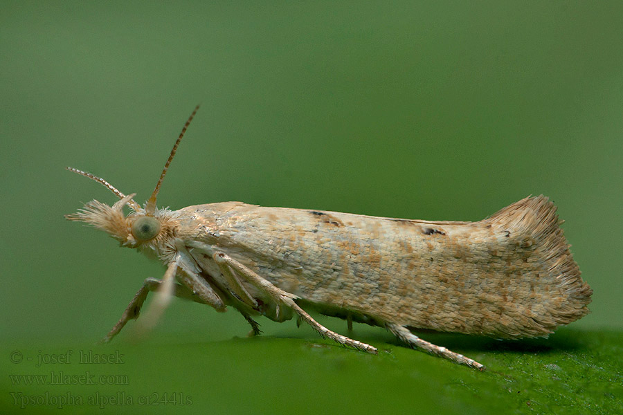 Ypsolopha alpella