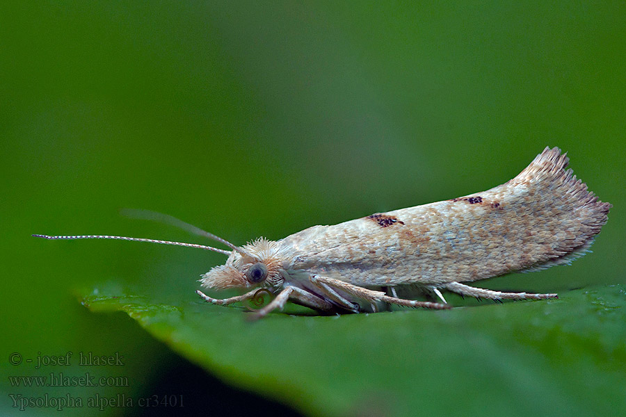 Molička dúbravová Ypsolopha alpella