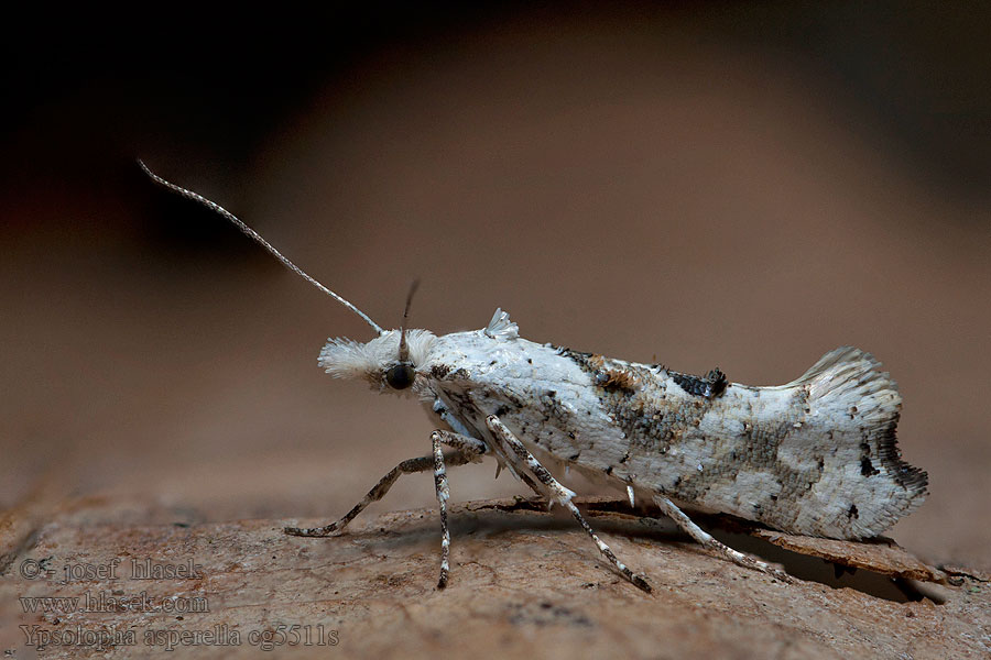 Ypsolopha asperella Člunkovec bělavý Molička jabloňová