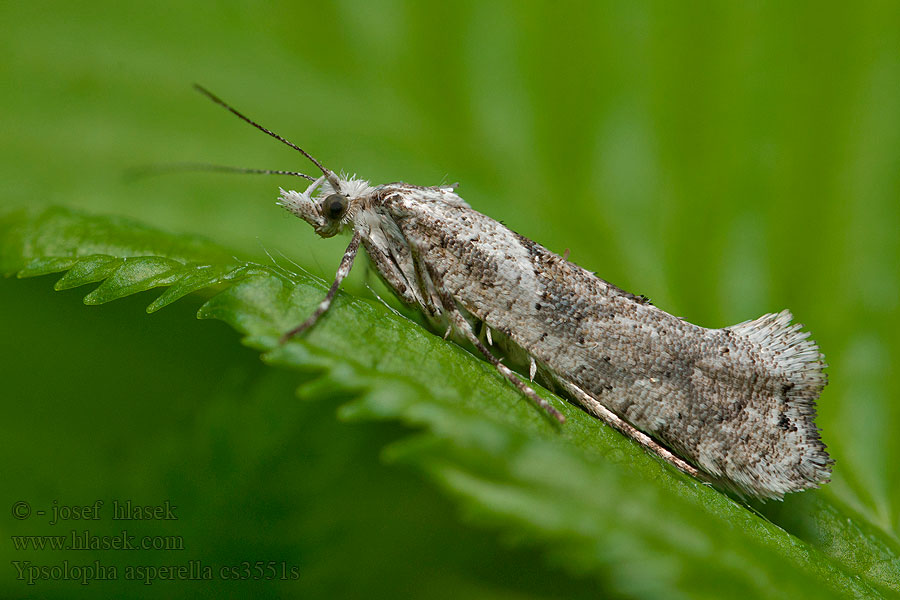 Člunkovec bělavý Ypsolopha asperella