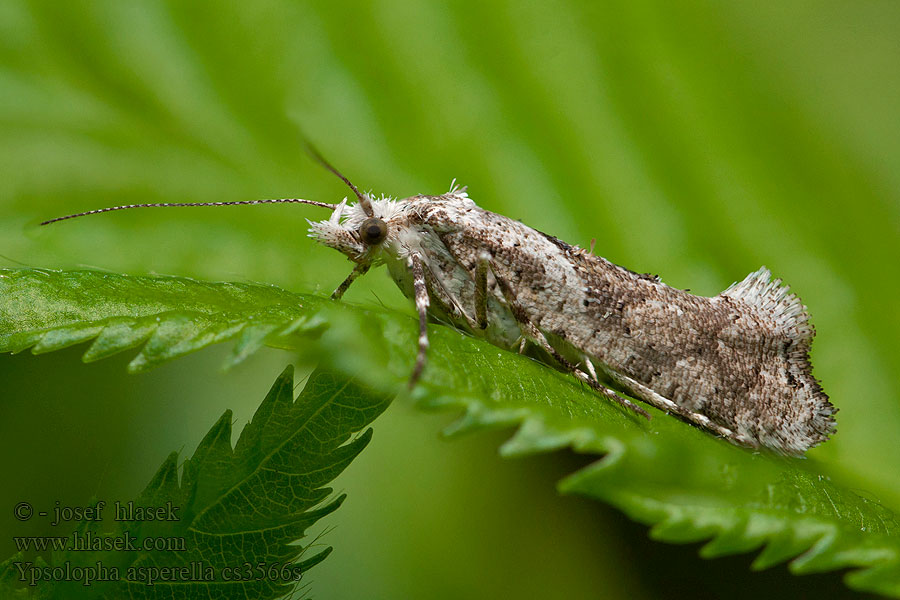 Molička jabloňová Ypsolopha asperella