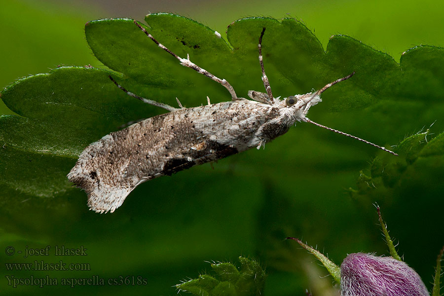 Серпокрылая моль яблоневая Ypsolopha asperella