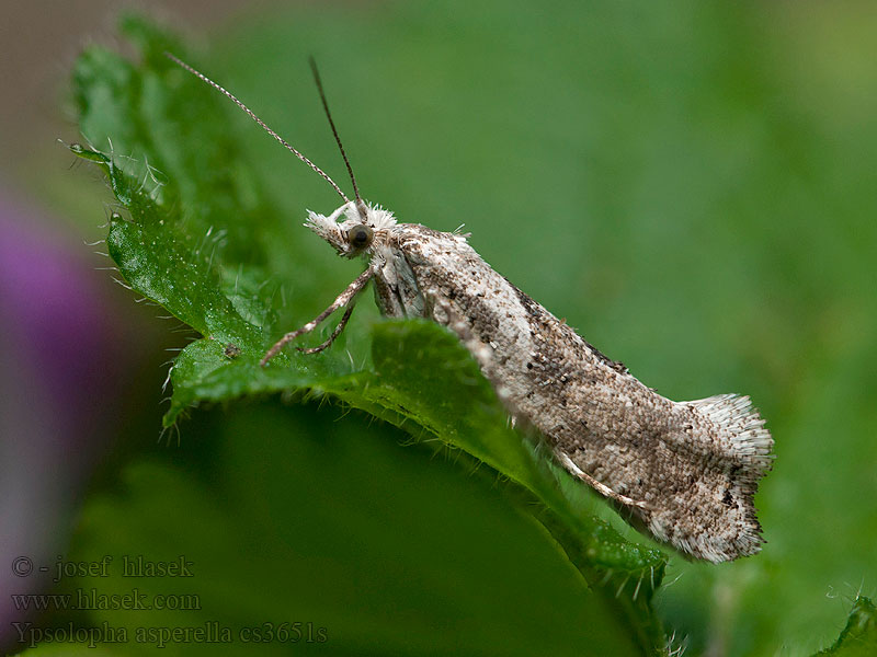 Levélfonó tarkamoly Ypsolopha asperella