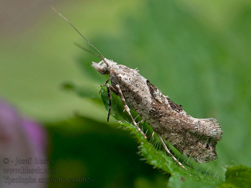 Ypsolopha asperella