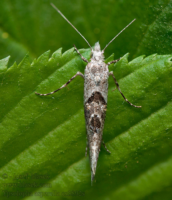 Ypsolopha asperella