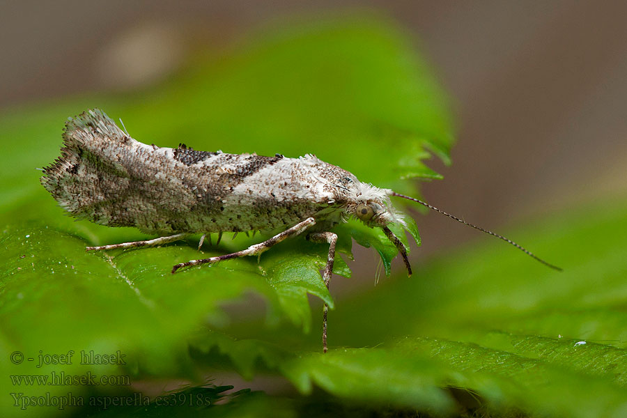 Ypsolopha asperella