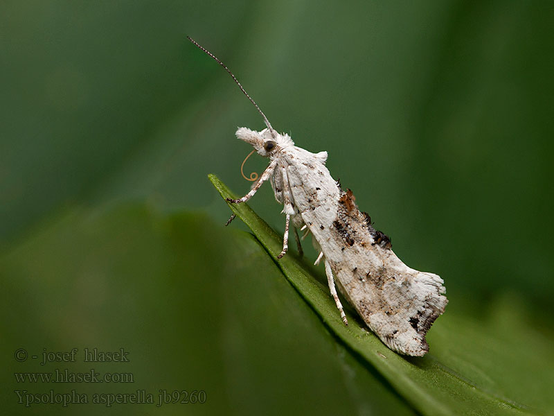 Ypsolopha asperella