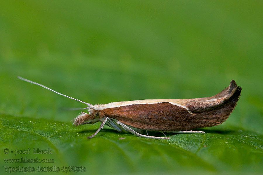 Ypsolopha dentella