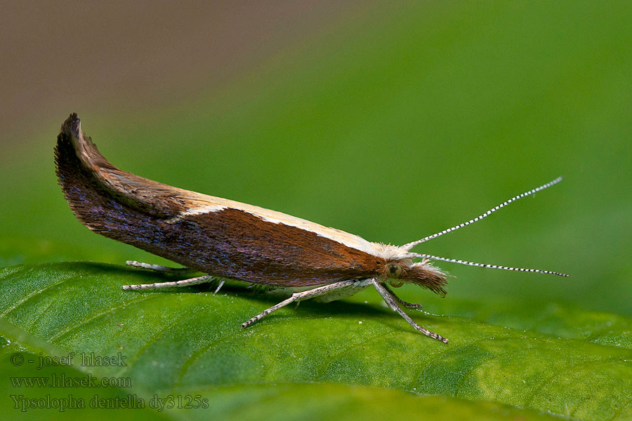 Ypsolopha dentella