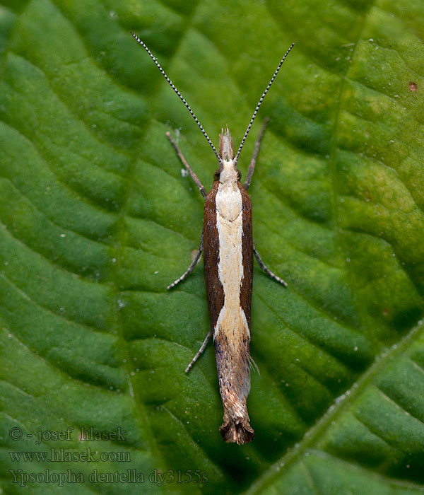 Ypsolopha dentella