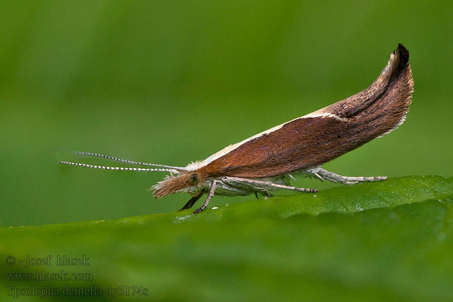 Ypsolopha dentella