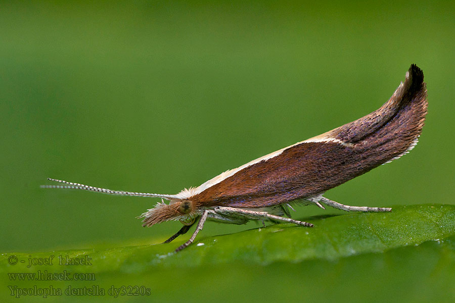 Ypsolopha dentella