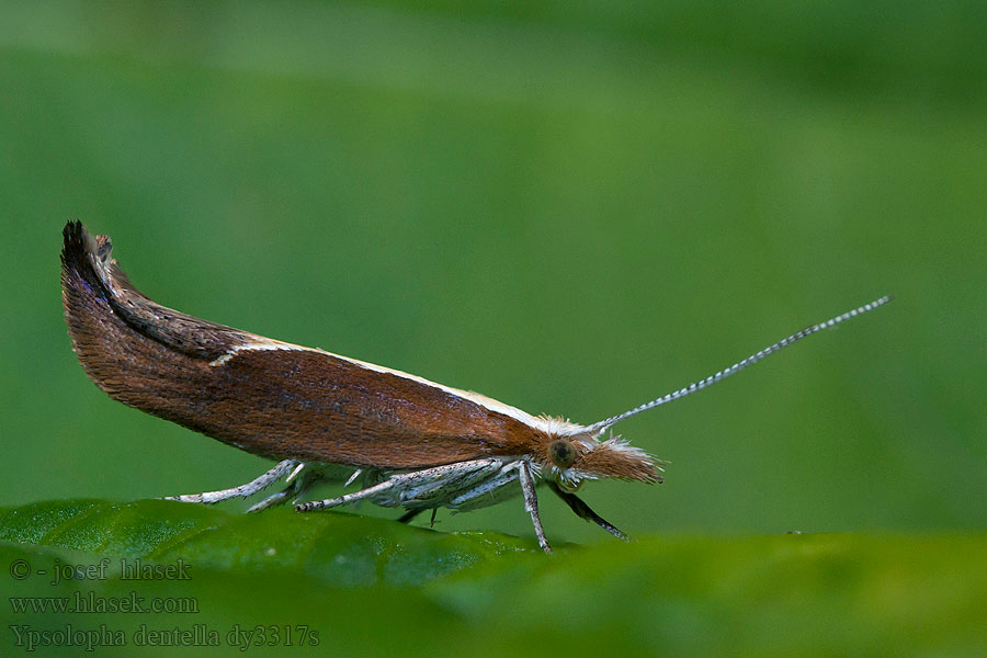 Ypsolopha dentella