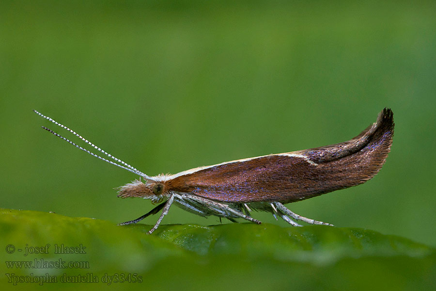 Ypsolopha dentella