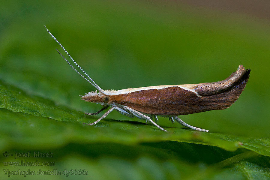 Ypsolopha dentella