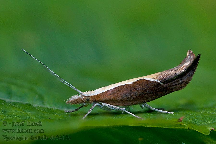 Člunkovec srpokřídlý Ypsolopha dentella