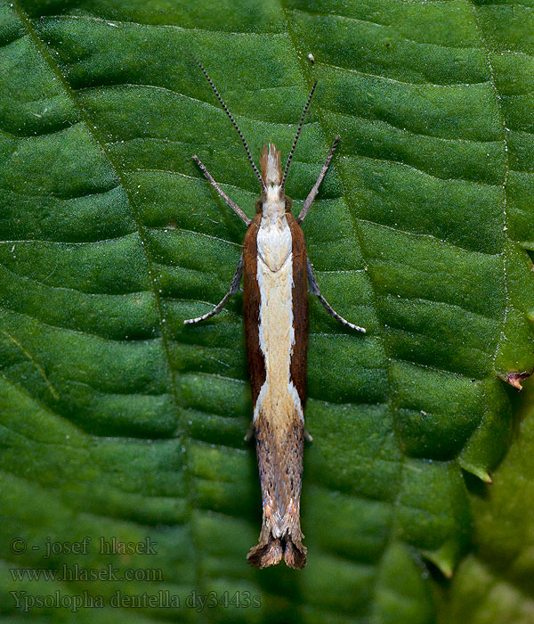 Honeysuckle Moth Ypsolopha dentella