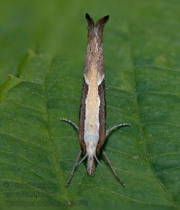 Člunkovec srpokřídlý Ypsolopha dentella