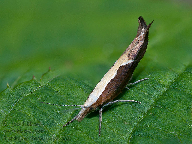 Člunkovec srpokřídlý Honeysuckle Moth Ypsolopha dentella